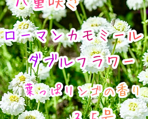 八重咲きローマン　苗　ダブルフラワーカモミール　4号サイズ　カモミール 八重咲きローマン 苗 ダブルフラワーカモミール 4号サイズ