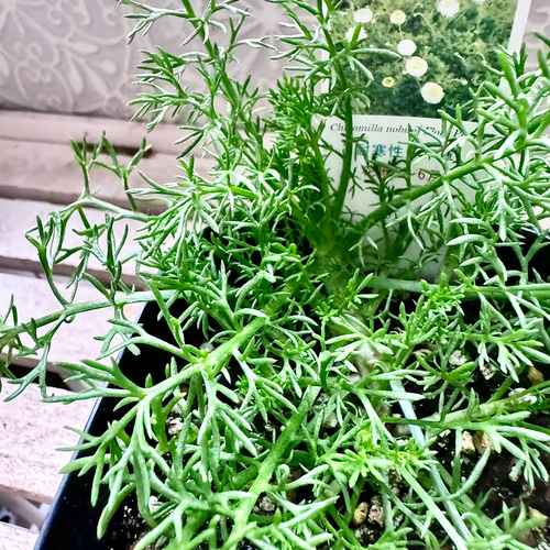八重咲きローマン　苗　ダブルフラワーカモミール　3.5号　カモミール　ハーブ 八重咲きローマン 苗 ダブルフラワーカモミール 3.号 元苗