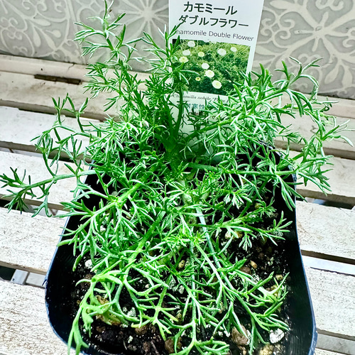 八重咲きローマン 苗 ダブルフラワーカモミール 3.号 元苗 カモミール