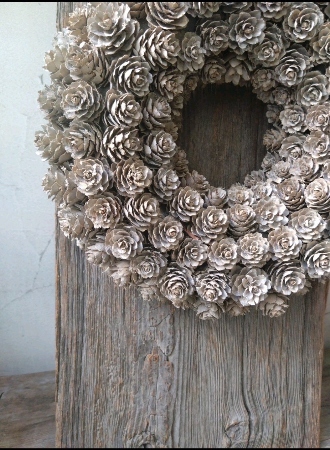 マツカサのリース