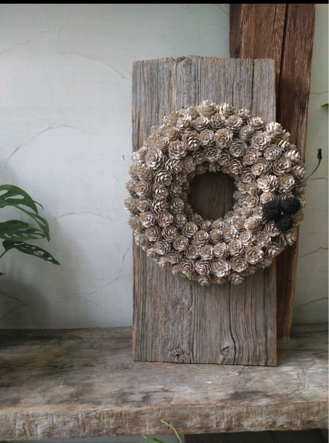 マツカサのリース