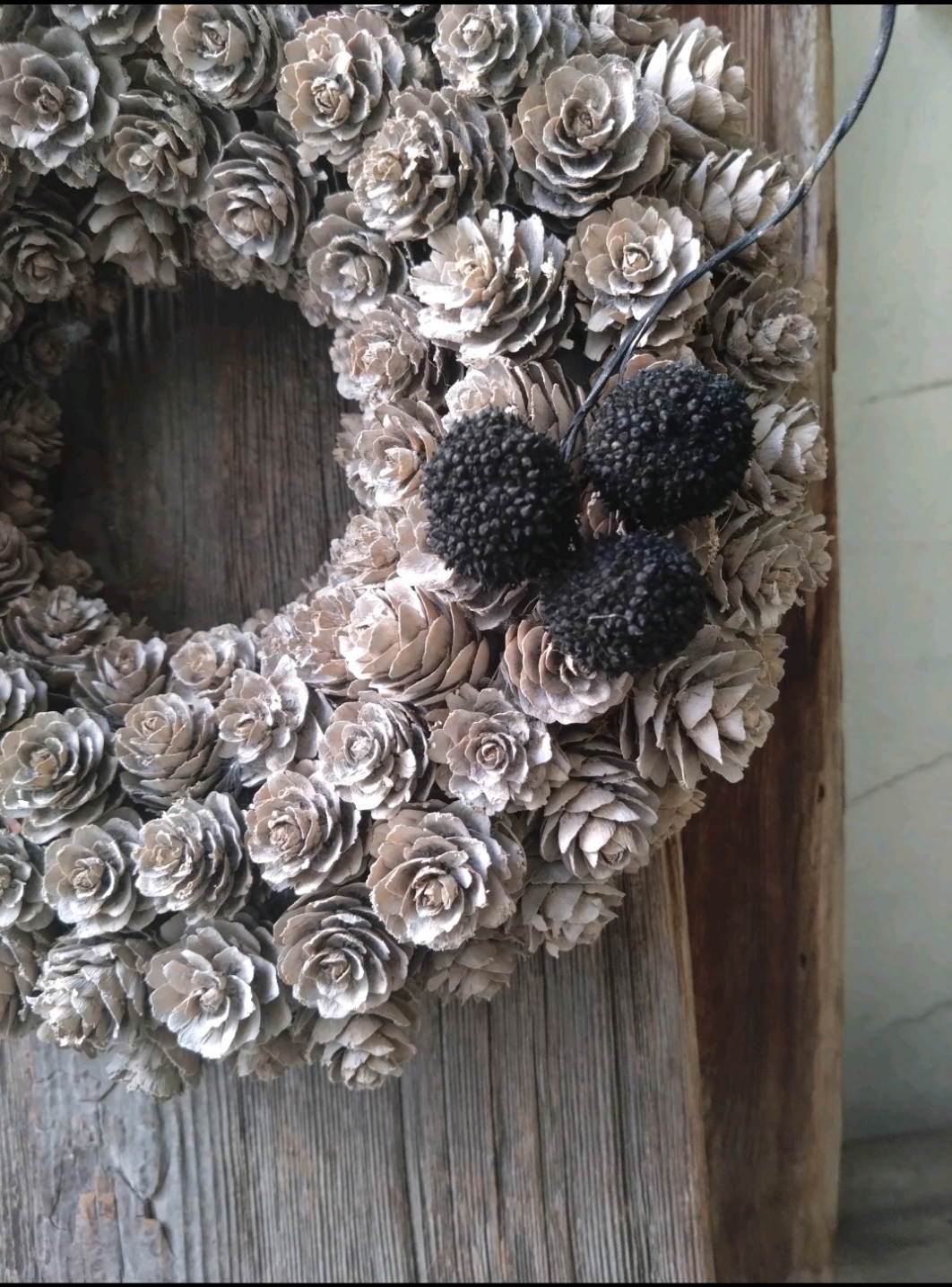 マツカサのリース