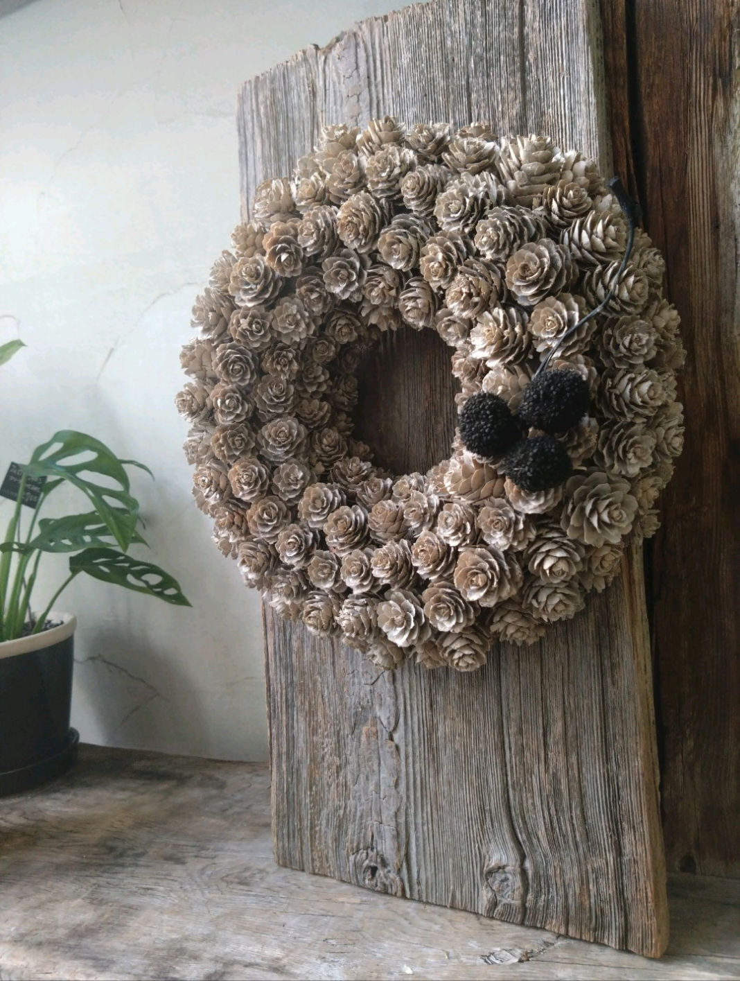 マツカサのリース