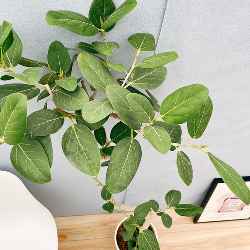 フィカス　ベンガレンシス　11番 フィカス ベンガレンシス 11番 フィカス ベンガレンシス | 観葉植物の