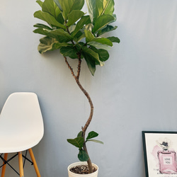 ［現品］29番　フィカス　リラータ　ストレート　8号　観葉植物　室内　大型 rg080010_tmba.jpg