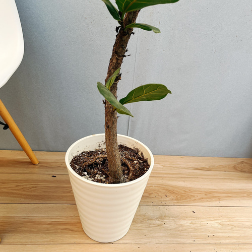 現品］58番 カシワバゴムの木 フィカス リラータ 曲がり 8号 観葉植物 