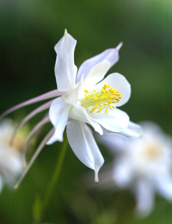 真っ白な☆オダマキ苗 クリスタル アートフラワー Little Garden 通販