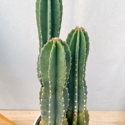 ［現品］21番　R 柱サボテン　鬼面角 ブランチ　3本植え　8号　室内　大型 現品］柱サボテン 鬼面角 ブランチ 3本植え 7号 観葉植物 室内