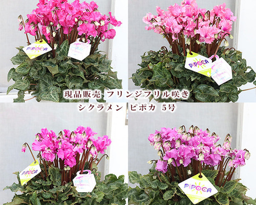 【半額】 鉢花 現品販売 フリンジフリル咲き 5号 ピポカ シクラメン 鉢花