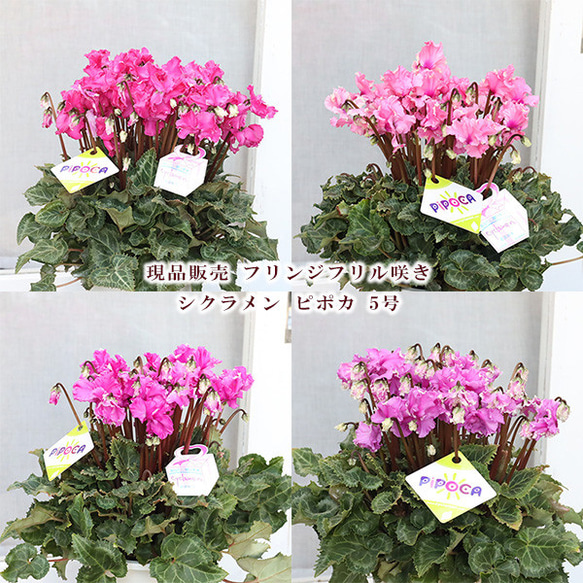 まさまる様専用 シクラメン フリル レジーナ 5号 ルチア 6号 2鉢