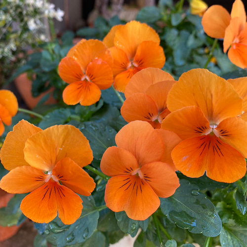 ご購入前にご確認ください。 その他ケース よしや 通販 18512847