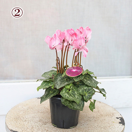 値下げSALE 花苗 シクラメン モカジュエリー 3号 秋〜春 花 多年草