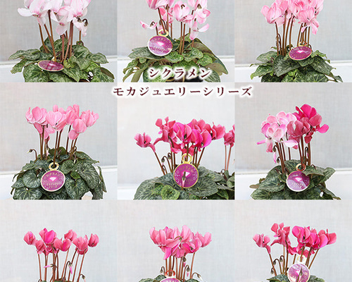 4be2a5425184956088d88a0ee7134e