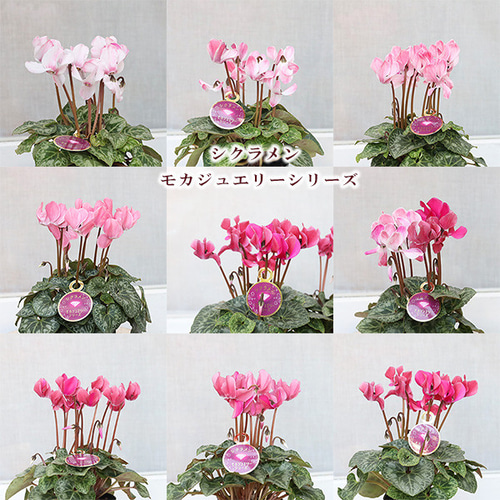 値下げSALE 花苗 シクラメン モカジュエリー 3号 秋〜春 花