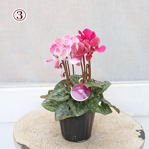 値下げSALE 花苗 シクラメン モカジュエリー 3号 秋〜春 花 多年草