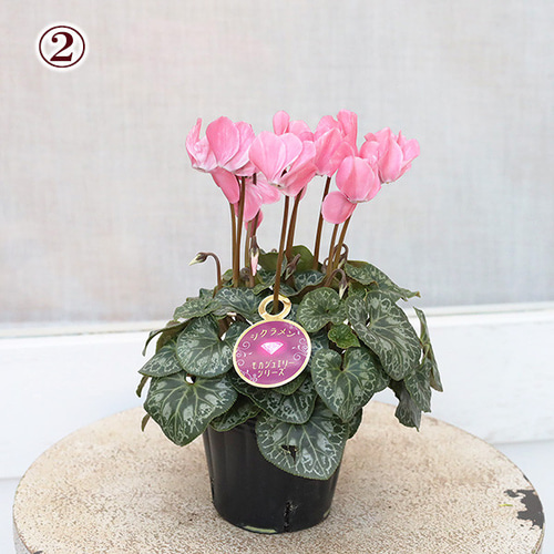大人上品なおすすめコーデ 値下げSALE 花 秋〜春 3号 モカジュエリー シクラメン 花苗 その他多肉植物