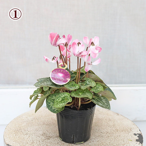 値下げSALE 花苗 シクラメン モカジュエリー 3号 秋〜春 花 多年草