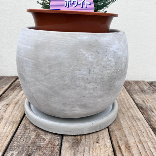 コニファー＊アルミゴールド＊スノーホワイト＊コルムナリス＊ブルー