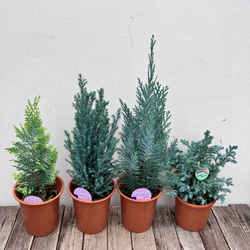 希少種ホヤ パキクラダ アルボ＊斑入り＊観葉植物＊レア品種＊ アート