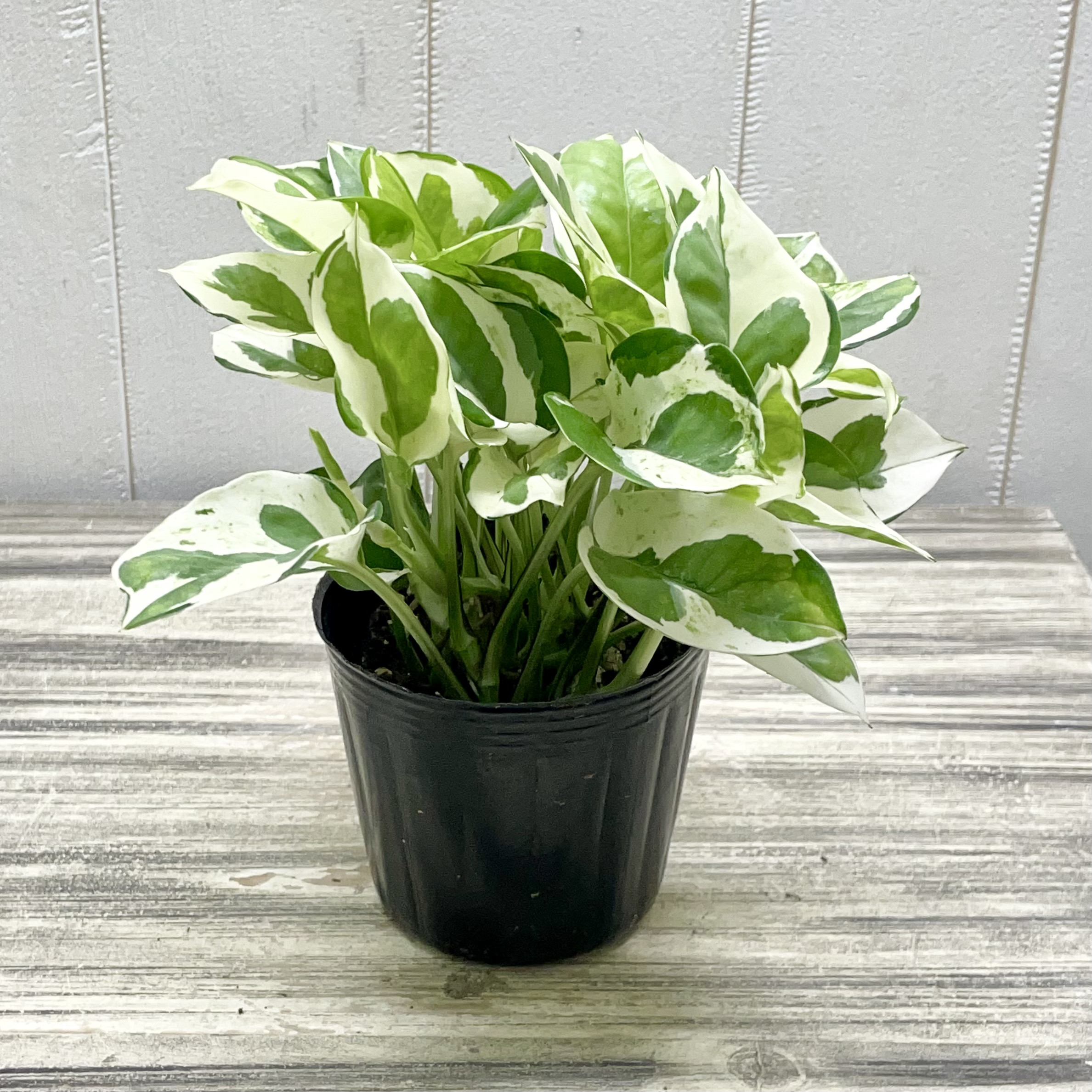 す*‪様 ポトス　ライムコンパクト　斑入り　４号ロングスリット植え す*‪様 ポトス ライムコンパクト 斑入り 4号ロングスリット植え‬