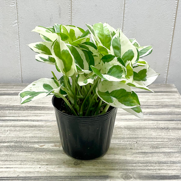 厳選 大株 斑入り ポトス エンジョイ ENJOY ポット苗 その他インテリア