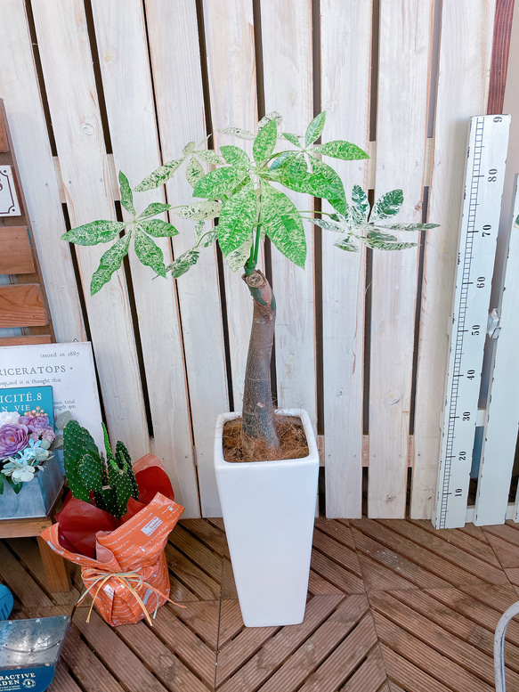 ブラックフライデーSALE！現品のみ♡レア【希少！斑入りパキラ