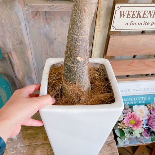 ブラックフライデーSALE！現品のみ♡レア【希少！斑入りパキラ