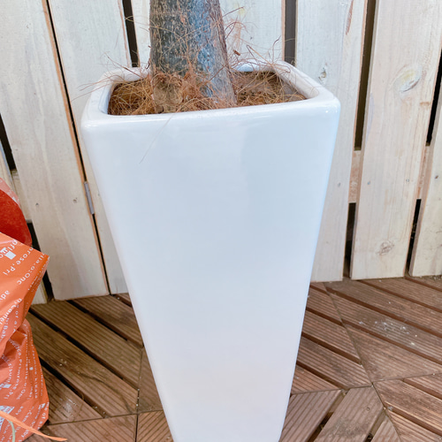 ブラックフライデーSALE！現品のみ♡レア【希少！斑入りパキラ