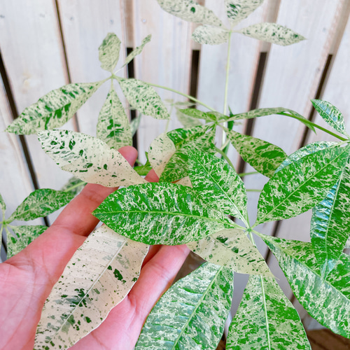 ブラックフライデーSALE！現品のみ♡レア【希少！斑入りパキラ