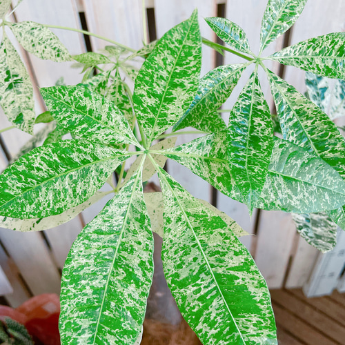 ブラックフライデーSALE！現品のみ♡レア【希少！斑入りパキラ