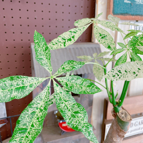 ブラックフライデーSALE！現品のみ♡レア【希少！斑入りパキラ