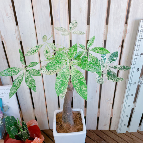 パキラ　斑入り　希少　レア ブラックフライデーSALE！現品のみ♡レア【希少！斑入りパキラ