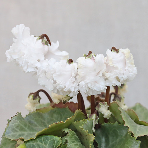 花苗 シクラメン バニラホワイト 3号 秋〜春 花 多年草 よく咲く 耐寒