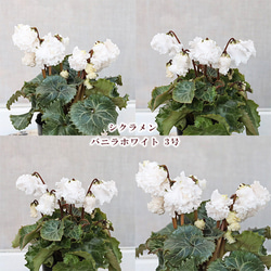 花苗 シクラメン バニラホワイト 3号 秋〜春 花 多年草 よく咲く 耐寒