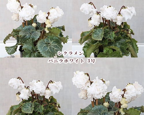 556c14eddd84e612183cb26f81bf40