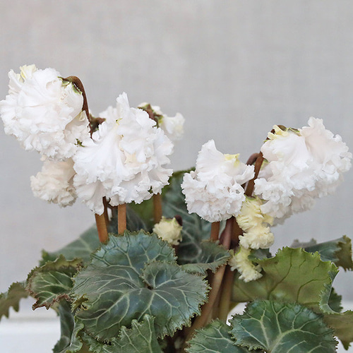 花苗 シクラメン バニラホワイト 3号 秋〜春 花 多年草 よく咲く 耐寒