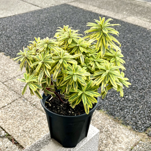 ユーフォルビア ゴールデンレインボー その他インテリア雑貨 PLANTS