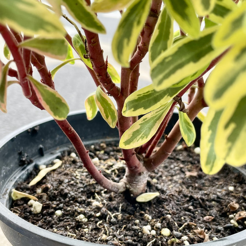 ユーフォルビア ゴールデンレインボー その他インテリア雑貨 PLANTS