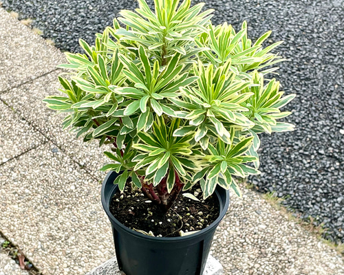 ユーフォルビア バローシルバー その他インテリア雑貨 PLANTS