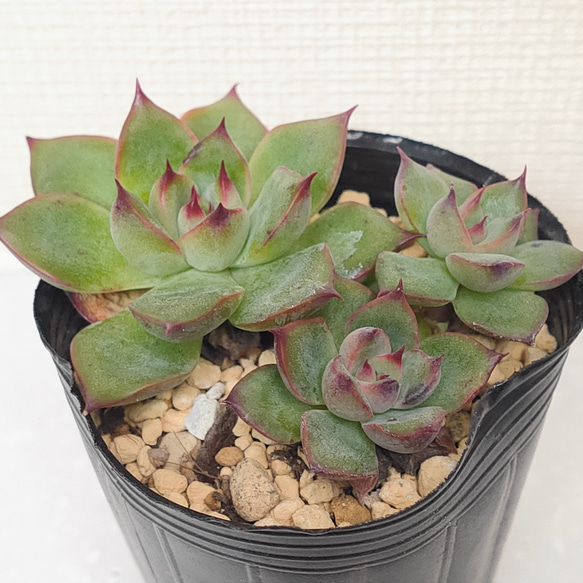 ♥️01 札落ち エケベリアsp／多肉植物 Yahoo!オークション - 8株セット C113多肉植物エケベリア8種類