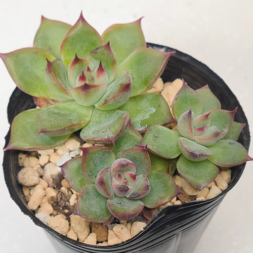 ♥️04 札落ち エケベリアSP／多肉植物 送料無料】札落ち【エケベリア 多肉植物】 多肉植物 エケベリア