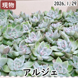 多肉植物(韓国苗) エケベリア 氷砂糖水晶 アイスシュガークリスタル