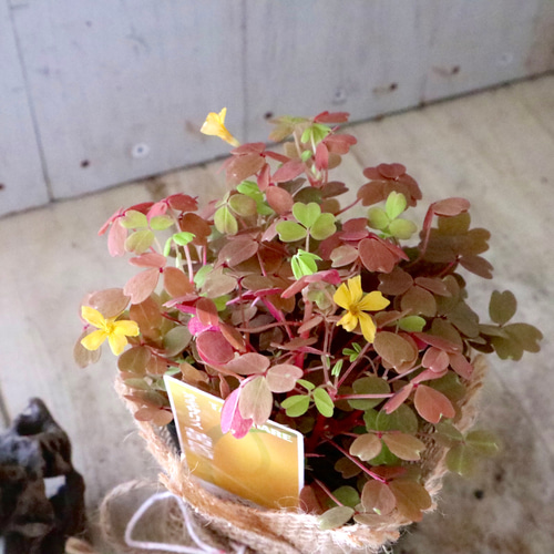 2ポットセット♡オキザリス♡黄昏♡グランドカバー♡ アートフラワー
