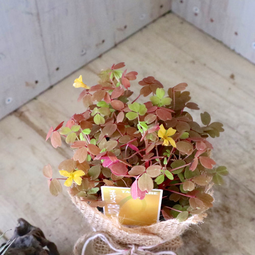 【花苗】オキザリス　黄昏　たそがれ　タグ付き ポットごと発送 花苗】オキザリス 黄昏 たそがれ タグ付き ポットごと発送 2026年最新