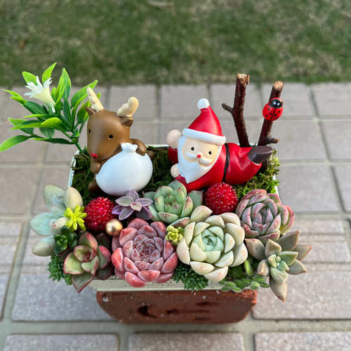 ☆送料無料☆♡そのまま飾れる♡クリスマス☆彡可愛い多肉植物寄せ植え