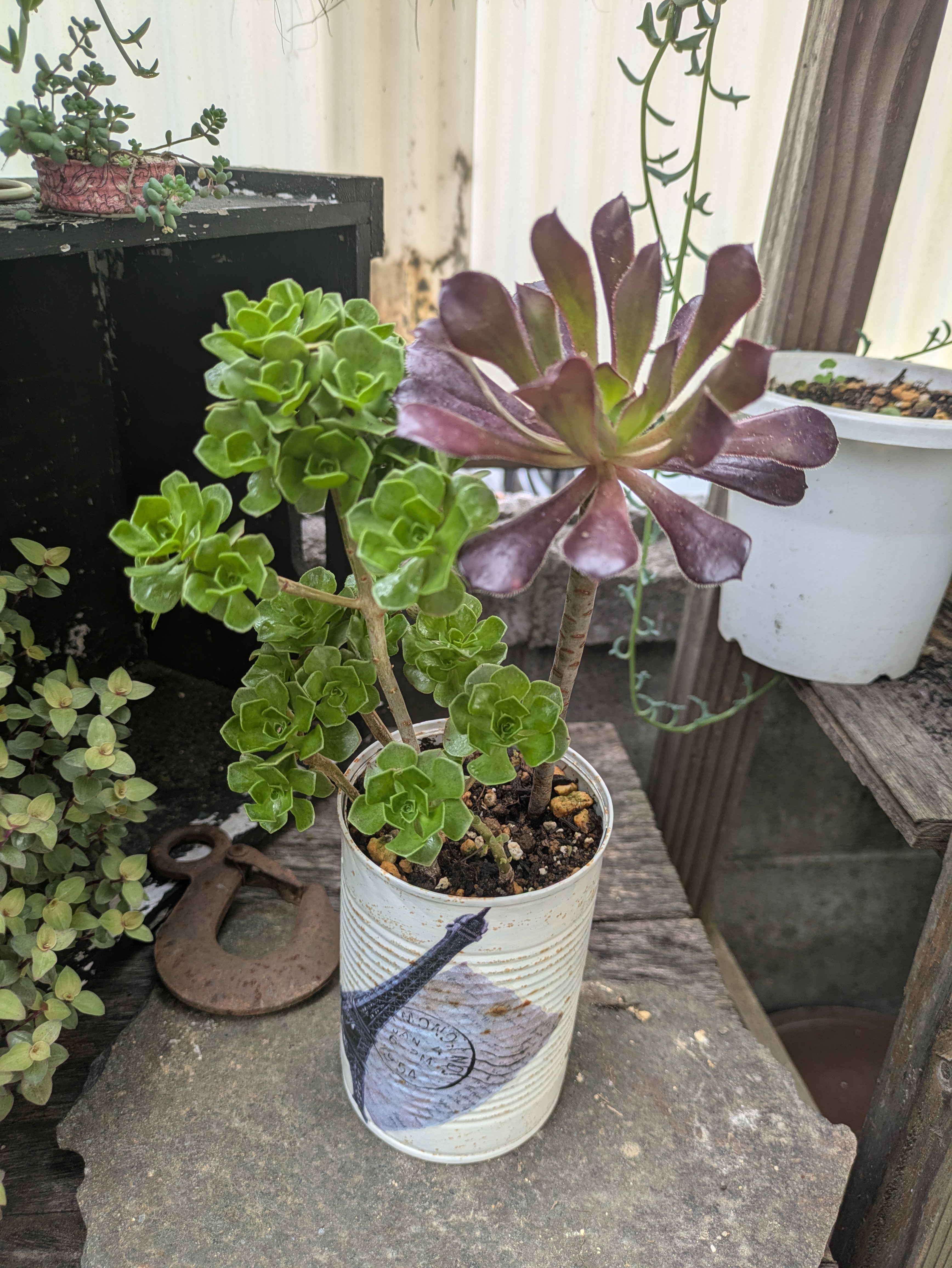 専用です　　GWセール　多肉植物　アエオニウム　チョコチップ　G