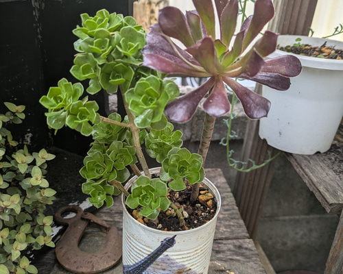 専用です　　GWセール　多肉植物　アエオニウム　チョコチップ　G チョコチップ♡アエオニウム♡多肉植物♡おしゃれ アートフラワー パリ