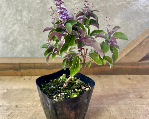 西洋ニンジンボク プルプレア アートフラワー plant life 通販