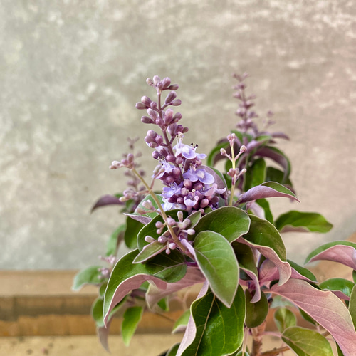 西洋ニンジンボク プルプレア アートフラワー plant life 通販