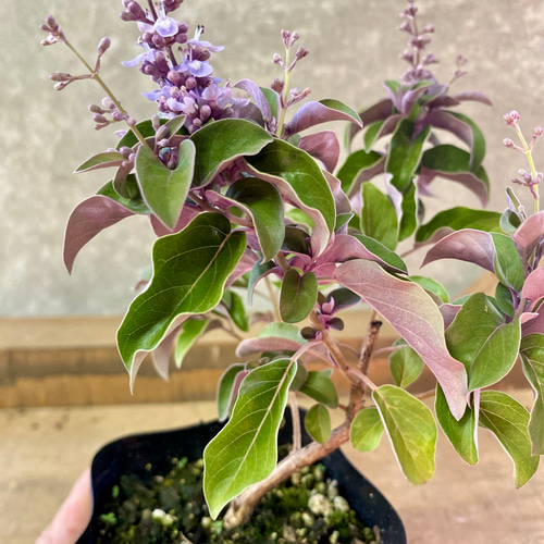 西洋ニンジンボク プルプレア アートフラワー plant life 通販